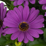 Osteospermum Soleo Blue